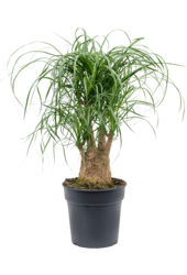 Beaucarnea Recurvata