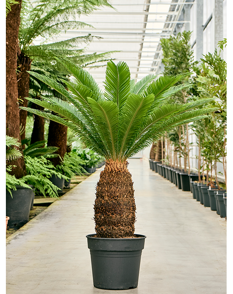 Cycas