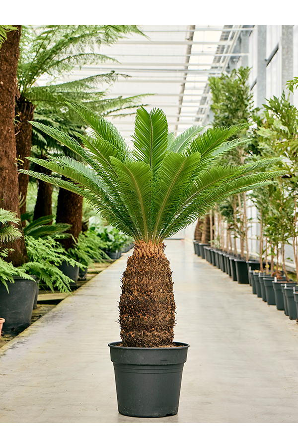 Cycas Revoluta
