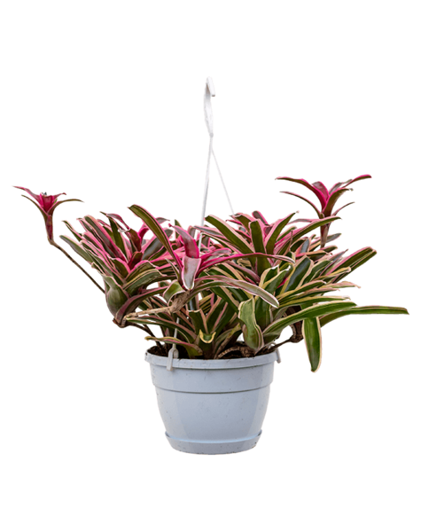Neoregelia