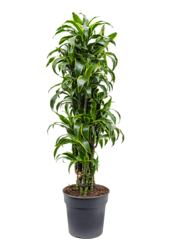 Dracaena Fragrans Dorado