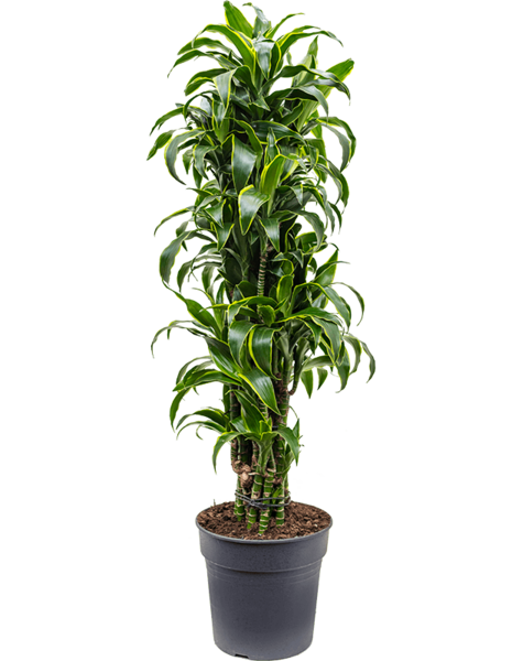 Dracaena