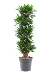 Dracaena Fragrans Compacta