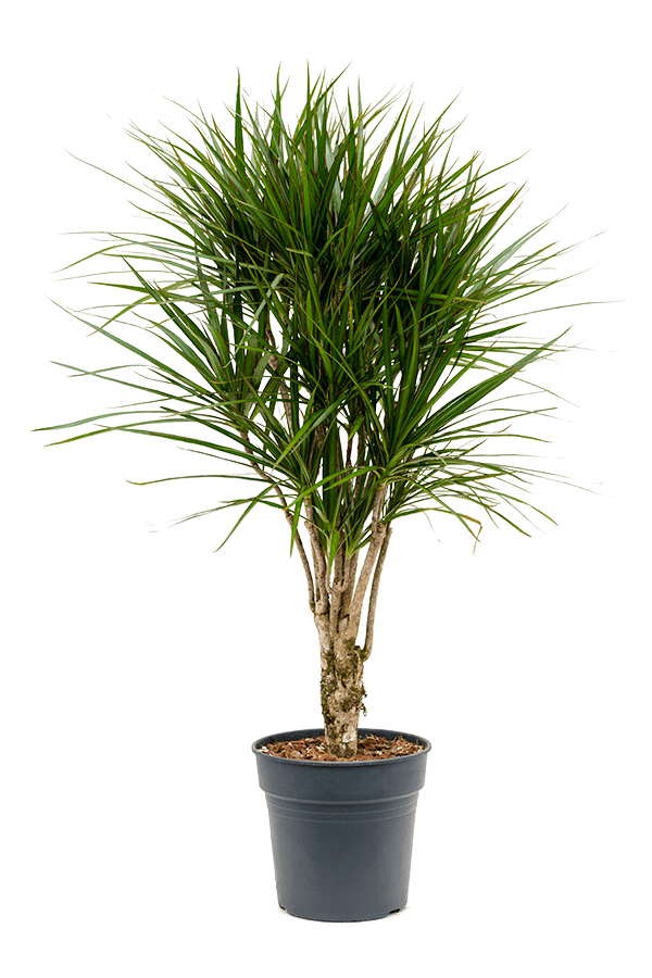 Dracaena Marginata