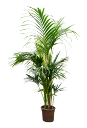 Kentia (Howea) Forsteriana