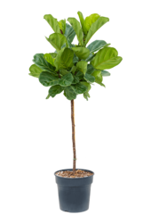 Ficus Lyrata