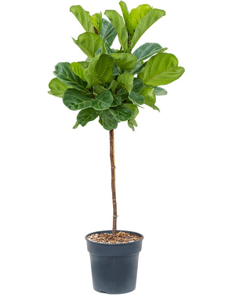 Ficus