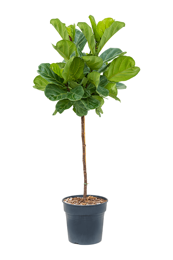 Ficus Lyrata