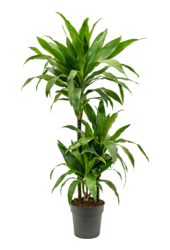 Dracaena Fragrans Janet Craig