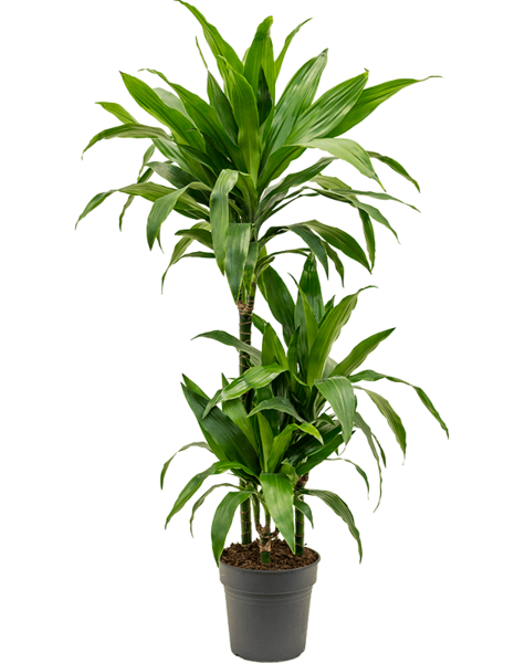 Dracaena