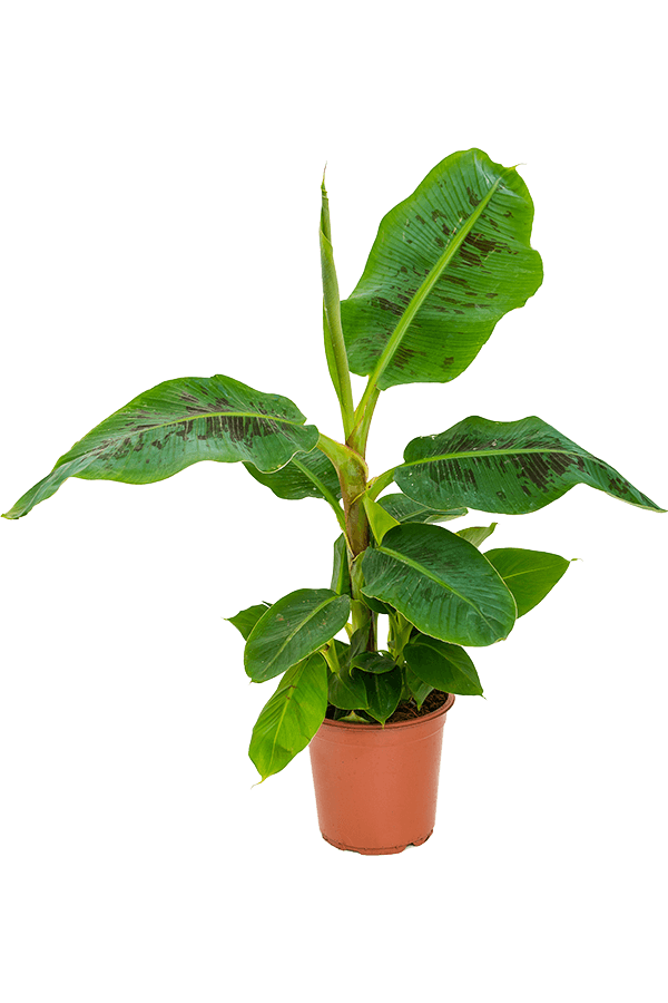 Musa Dwarf Cavendish