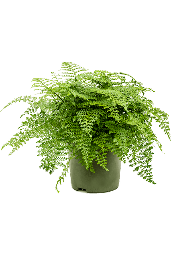 Asplenium Dimorphum Parvati