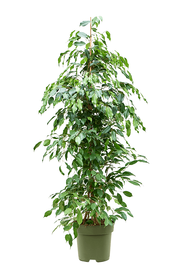 Ficus Benjamina Exotica