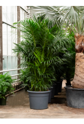 Kentia (Howea) Forsteriana