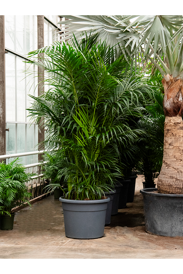 Kentia (Howea) Forsteriana