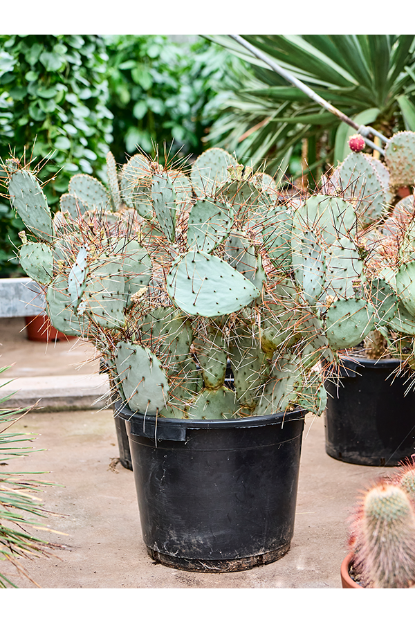 Opuntia Macrocentra