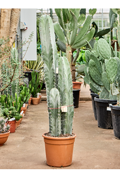 Stenocereus Pruinosus