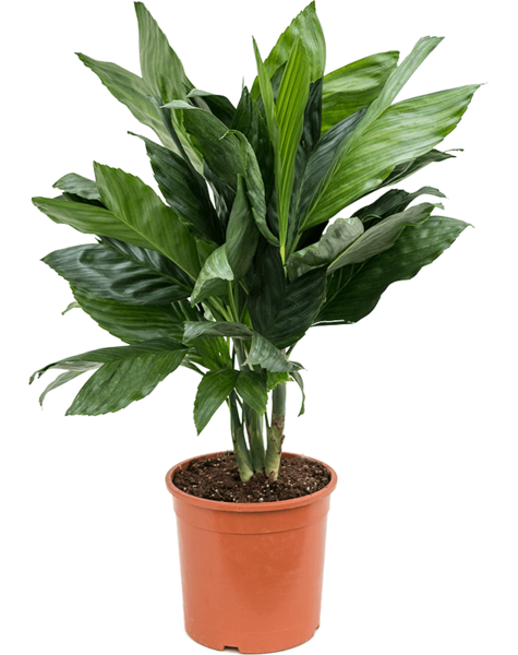 Chamaedorea