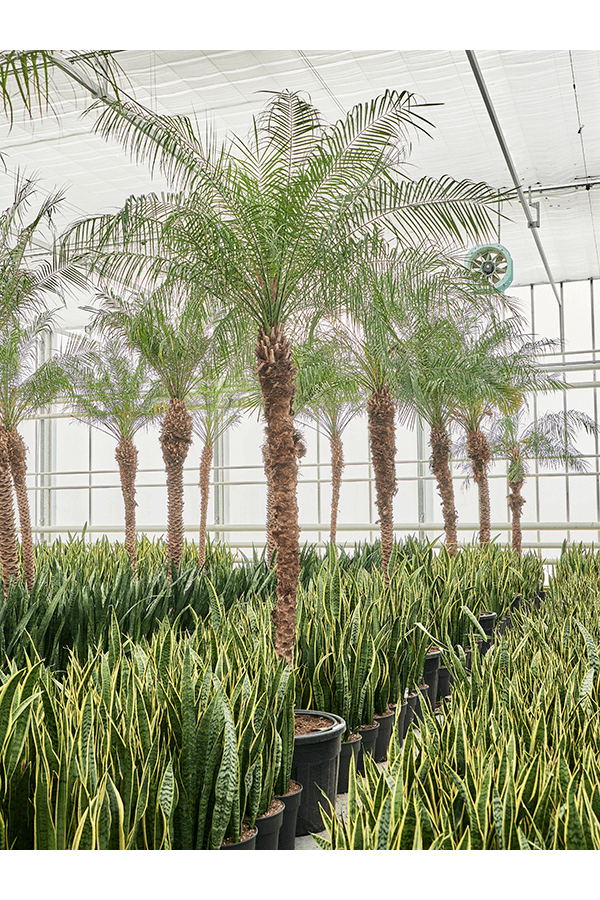 Phoenix Roebelenii (470-500)