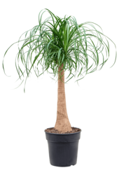 Beaucarnea Recurvata