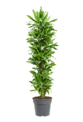 Dracaena Fragrans Golden Coast