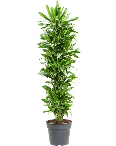 Dracaena
