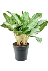 Aglaonema Horizon