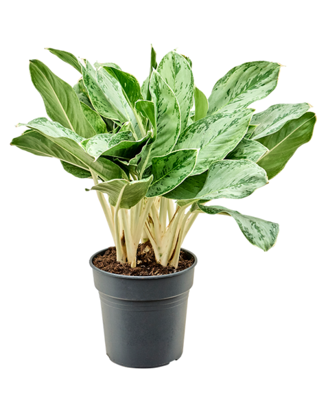 Aglaonema