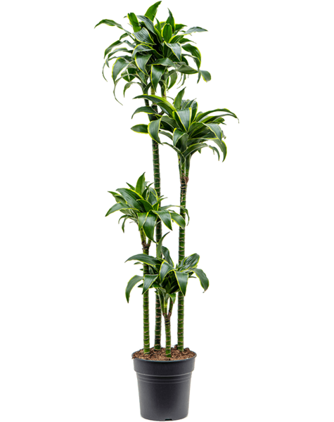 Dracaena