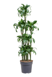 Dracaena Fragrans Dorado