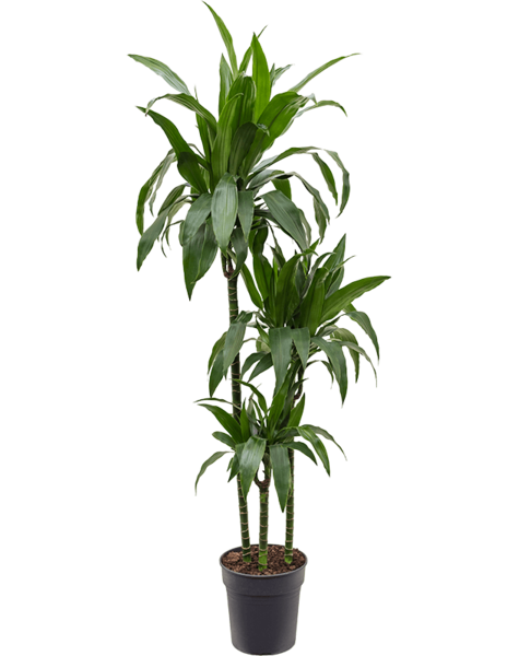 Dracaena