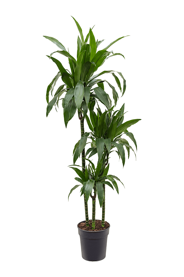 Dracaena Fragrans Janet Craig