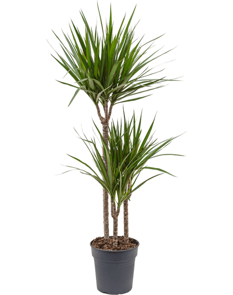 Dracaena