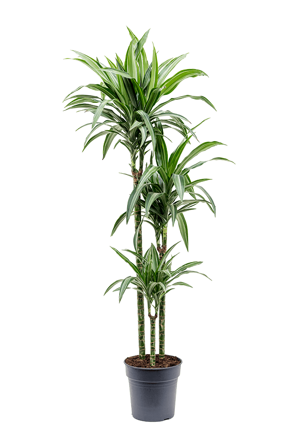 Dracaena Fragrans Ulises