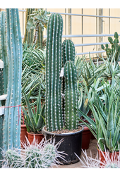 Pachycereus Pecten Aboriginum (190-230)
