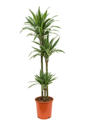 Dracaena Deremensis Warneckei