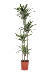 Dracaena Deremensis Warneckei