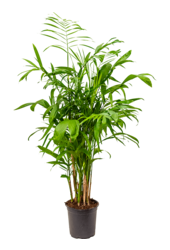 Chamaedorea Seifrizii