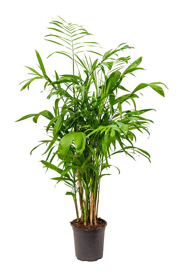 Chamaedorea Seifrizii