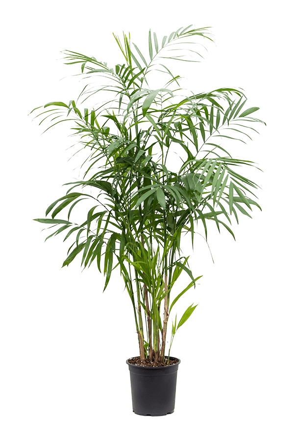 Chamaedorea Seifrizii