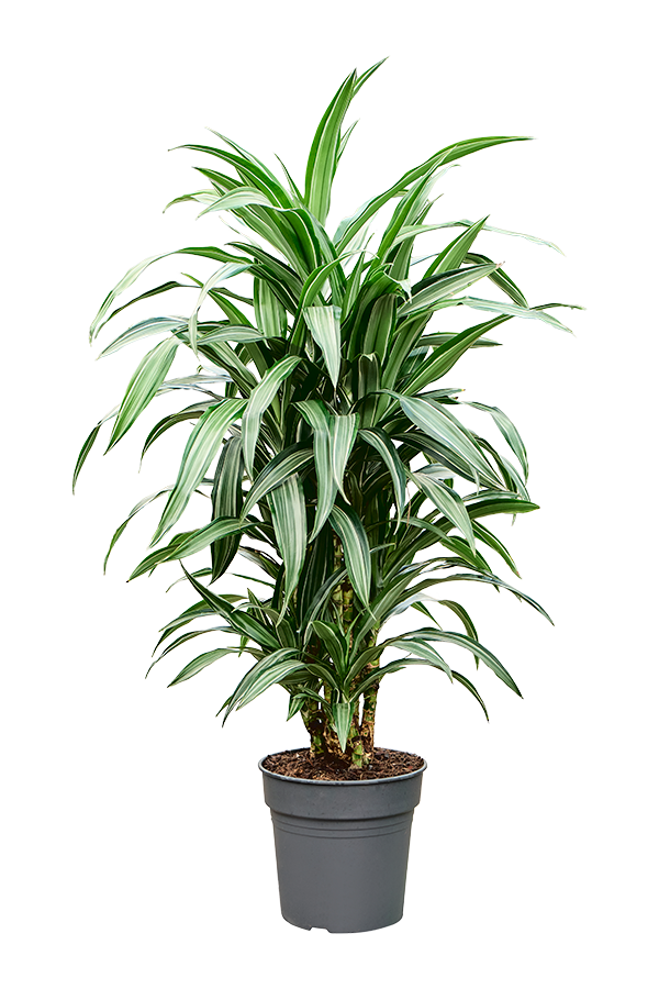 Dracaena Fragrans Ulises