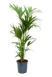 Kentia (Howea) Forsteriana