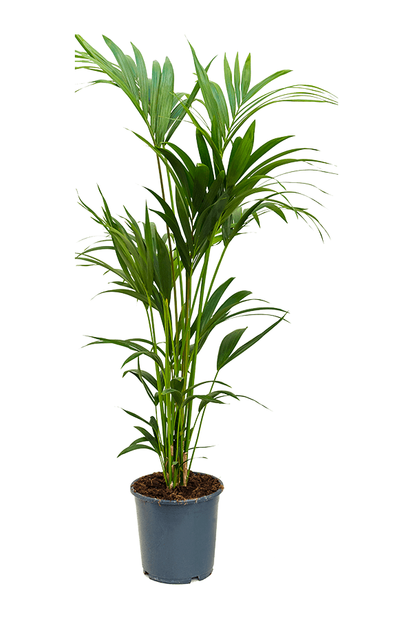 Kentia (Howea) Forsteriana