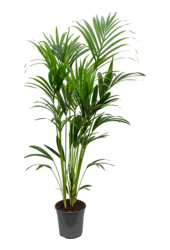 Kentia (Howea) Forsteriana