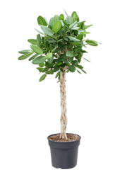 Ficus Benghalensis Audrey