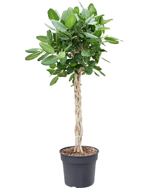 Ficus
