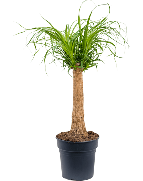 Beaucarnea