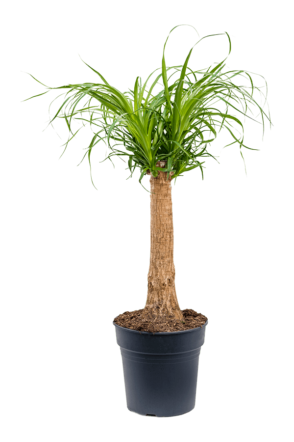 Beaucarnea Recurvata
