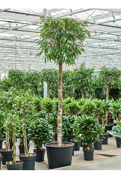 Ficus Binnendijkii Amstel King