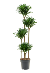 Dracaena Fragrans Compacta